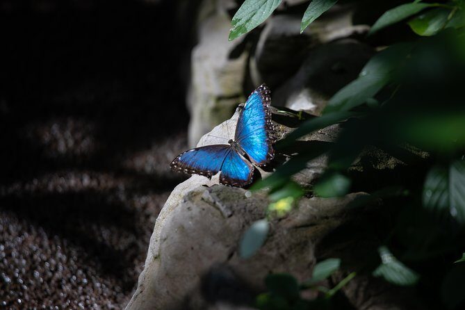 Houston Museum of Natural Science and Cockrell Butterfly Center - The Itinerary—A Detailed Breakdown
