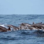 Huatulco Ocean, Bays & Coral Reef Snorkeling Adventures - Itinerary Breakdown: What You Can Expect