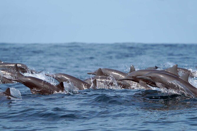 Huatulco Ocean, Bays & Coral Reef Snorkeling Adventures - Itinerary Breakdown: What You Can Expect