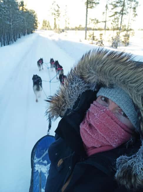 Hudiksvall: Dog Sledding Tour with Bonfire and Refreshment - The Scenery and the Ride