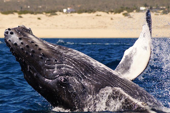 Humpback Whales in Cabo San Lucas - How the Trip Is Organized