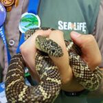Hunstanton SEA LIFE Sanctuary General Admission Ticket - Practical Tips for Visiting