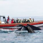 Húsavík: Big Whales and Puffin Island Speedboat Tour - Why You Might Want to Try This Tour
