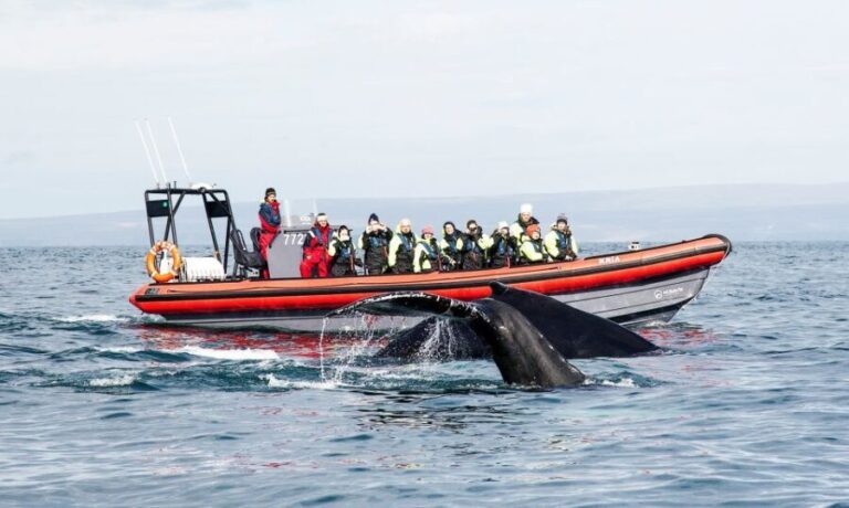 Húsavík: Big Whales and Puffin Island Speedboat Tour - Why You Might Want to Try This Tour