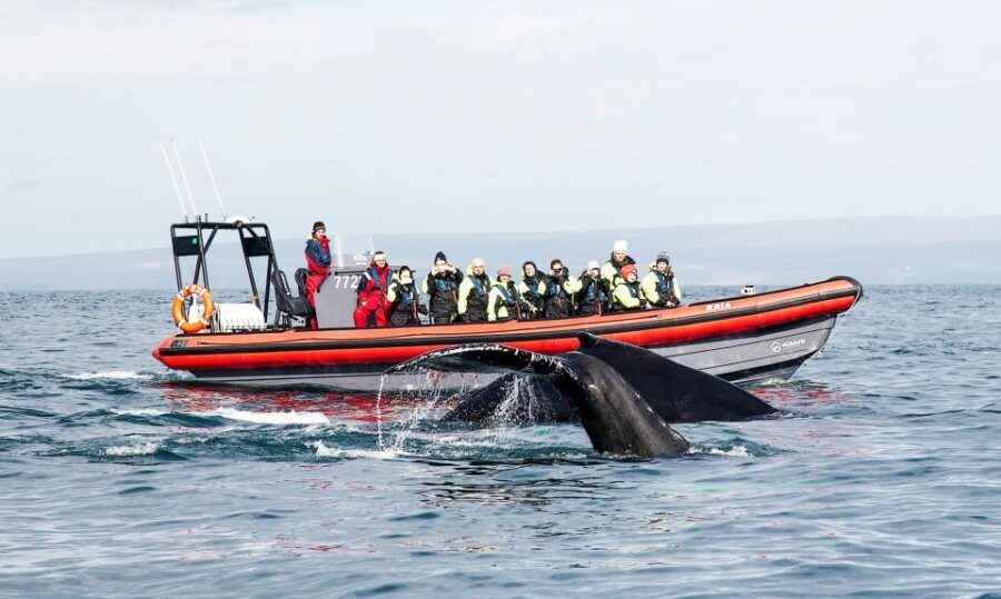 Húsavík: Big Whales and Puffin Island Speedboat Tour - Why You Might Want to Try This Tour