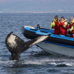 Húsavík: Original Big Whale Safari & Puffins by Speedboat - Who Will Love This Tour?