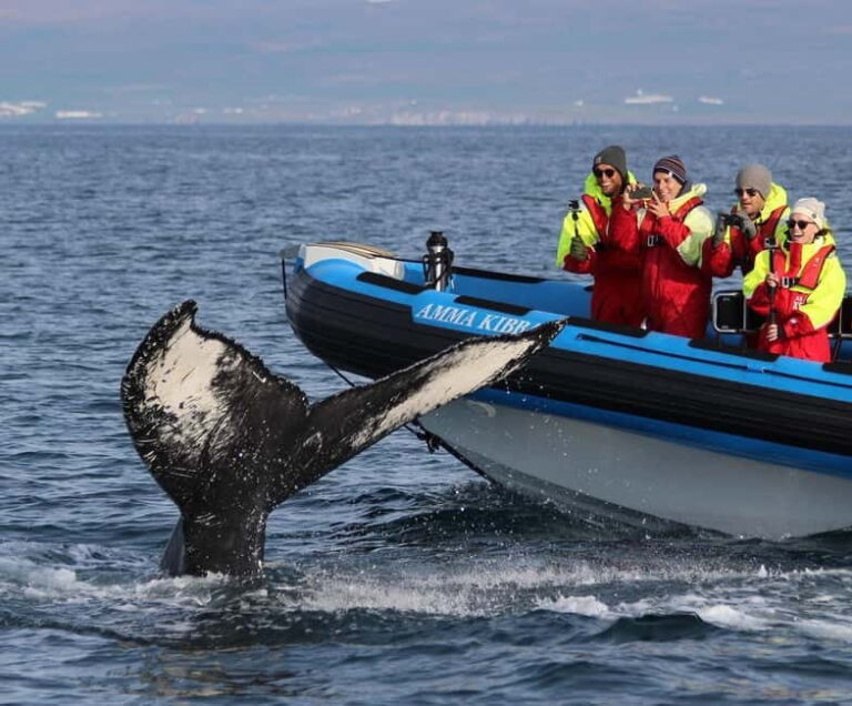 Húsavík: Original Big Whale Safari & Puffins by Speedboat - Who Will Love This Tour?