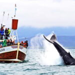 Húsavík: Traditional Whale Watching by Local Family Company - The Experience: Pros and Cons