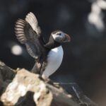 Húsavík: Whale-Watching Cruise and Puffins Guided Tour - Who Should Consider This Tour?