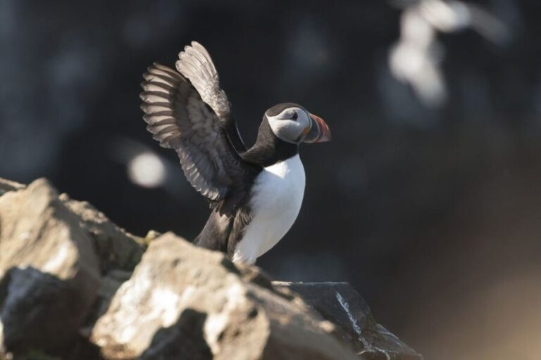 Húsavík: Whale-Watching Cruise and Puffins Guided Tour - Who Should Consider This Tour?