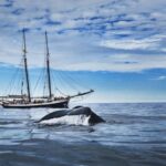 Husavik: Whale Watching on a Carbon Neutral Oak Boat - The Wildlife and What You Might See