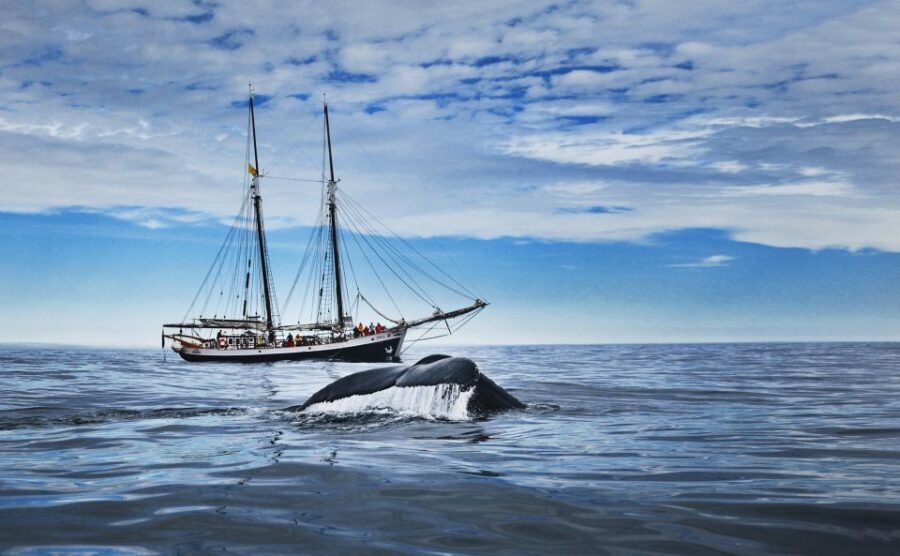 Husavik: Whale Watching on a Carbon Neutral Oak Boat - The Wildlife and What You Might See