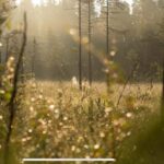 Husky hike followed by a campfire near Skellefteå - A Deep Dive into the Husky Hike Experience