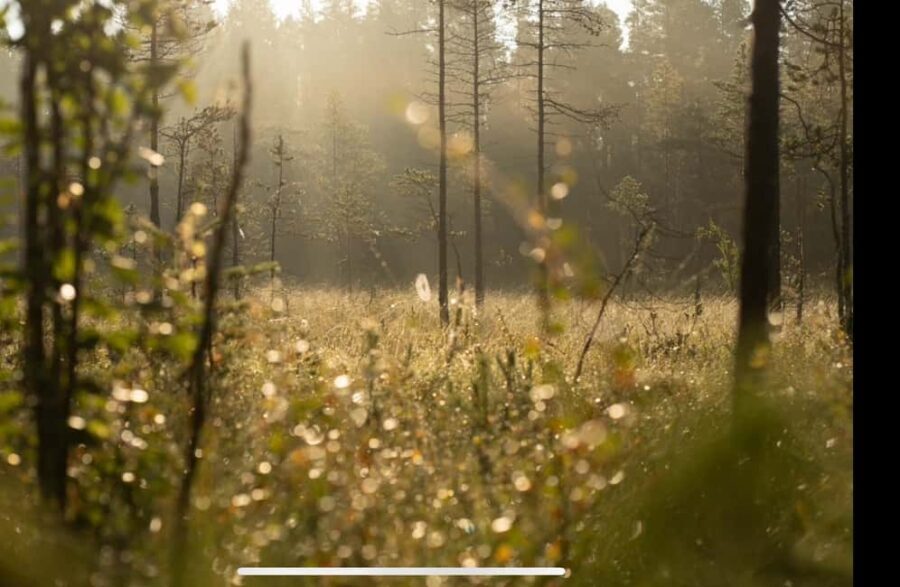 Husky hike followed by a campfire near Skellefteå - A Deep Dive into the Husky Hike Experience