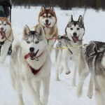 Husky Sledding Ride in Levi - The Inclusion and Value of This Tour