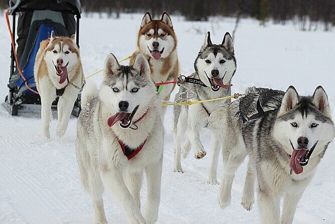 Husky Sledding Ride in Levi - The Inclusion and Value of This Tour