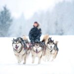 Husky Soul Journey: From Farm Life to Sledding Adventure - The Practical Aspects