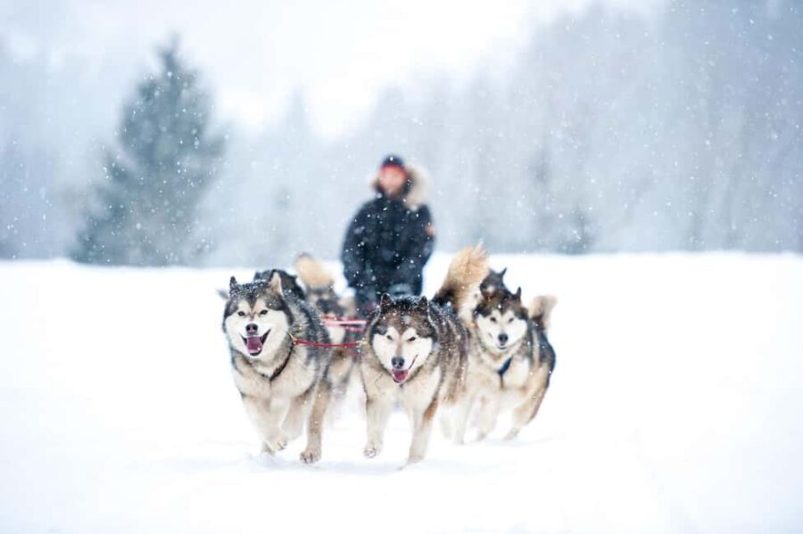Husky Soul Journey: From Farm Life to Sledding Adventure - The Practical Aspects