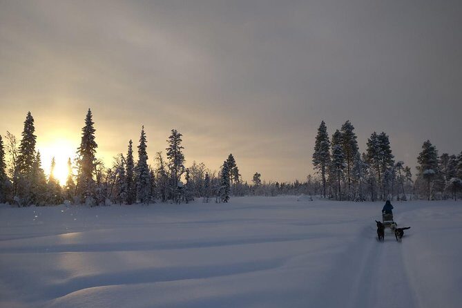Husky Tour Sit and Drive Combo Tour from Kiruna - The Itinerary: What To Expect
