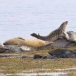 Hvammstangi: Icelandic Seal Center Museum Entry Ticket - What to Expect at the Icelandic Seal Center