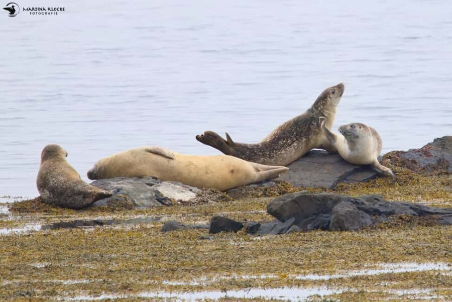 Hvammstangi: Icelandic Seal Center Museum Entry Ticket - What to Expect at the Icelandic Seal Center
