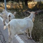 Hvar Hidden Gems Small Group Half Day Tour with Lunch or Dinner - Who Would Love This Tour?