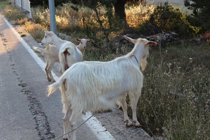Hvar Hidden Gems Small Group Half Day Tour with Lunch or Dinner - Who Would Love This Tour?