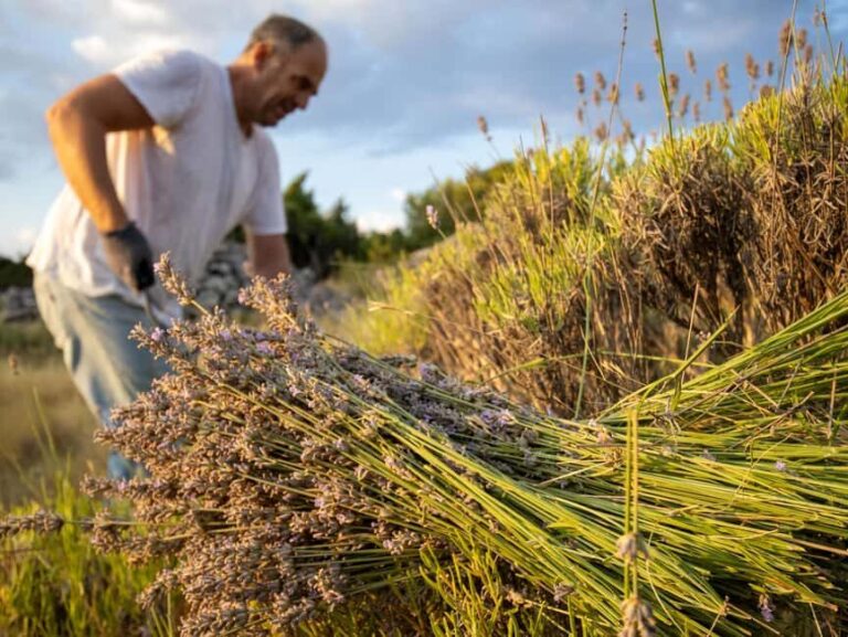 Hvar: Lavender Fields, Honey, and Local Product Tasting - Practical Details and Tips