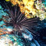 Hvar: Try Dive/Discover Scuba Diving Program - The Marine Experience