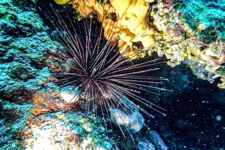 Hvar: Try Dive/Discover Scuba Diving Program - The Marine Experience