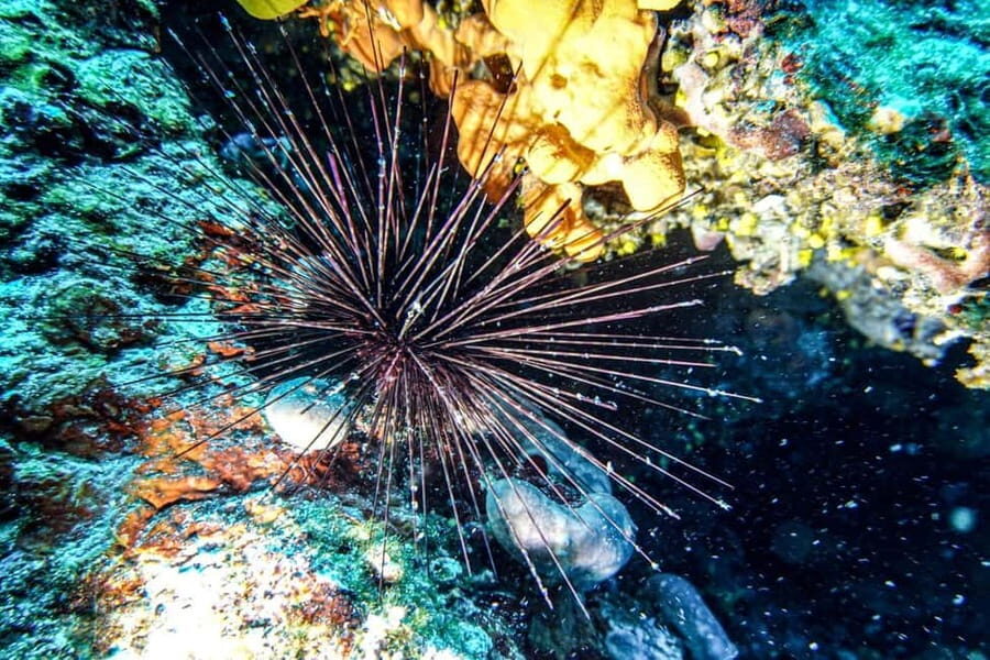 Hvar: Try Dive/Discover Scuba Diving Program - The Marine Experience