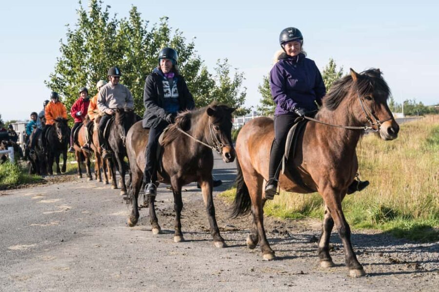 Hveragerdi: The Siggi Horse Riding Tour - What Makes the Horses Special
