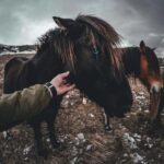 Iceland: Reynisfjara BlackSand Beach Horseback Adventure - The Experience in Detail