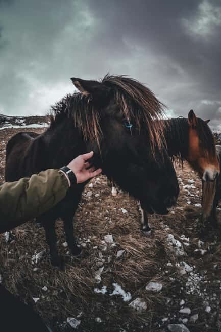 Iceland: Reynisfjara BlackSand Beach Horseback Adventure - The Experience in Detail