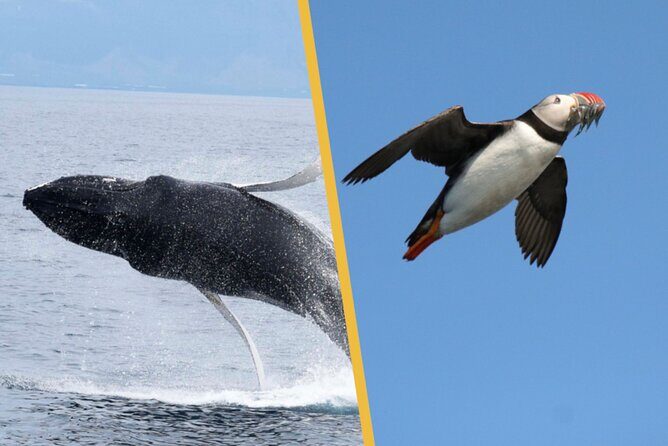 Iceland Super Saver: Puffin Cruise plus Whale-Watching Tour from Reykjavik - Is It Worth the Price?