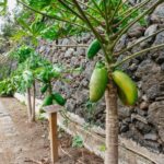 Icod de los Vinos: Dragon Tree & Botanical Garden Ticket - The Experience in Detail