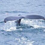 Icy Strait Shore Excursion: Whale Watching Adventure Tour - The Itinerary in Detail