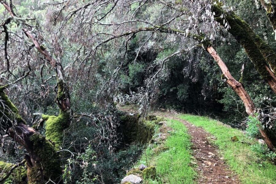 Iglesias: trekking in the Marganai Forest in Domusnovas - Exploring the Trek: A Step-by-Step Look