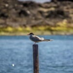 Ilhéu de Vila Franca: Inside Guided Natural Reserve Geo Tour - FAQ