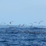 Ilhéus das Cabras in Terceira Island - What You Can Expect During the Tour