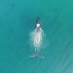 'Imiloa Express Whale Watch and Cocktail Tour - Authentic Traveler Insights