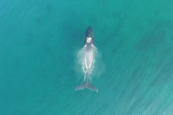 'Imiloa Express Whale Watch and Cocktail Tour - Authentic Traveler Insights