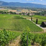 Immersion in the Geneva vineyards by tuktuk with tasting - The Experience of a Guide: Knowledge Is Key