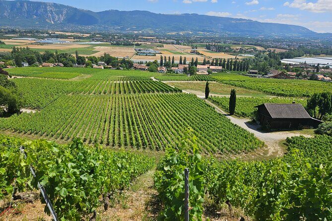 Immersion in the Geneva vineyards by tuktuk with tasting - The Experience of a Guide: Knowledge Is Key