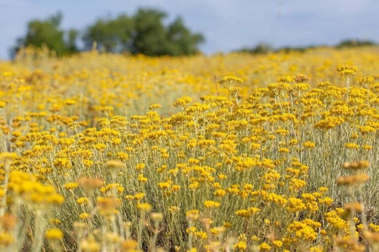 Immortelle Farm Tour with Donkeys and Distillery - Who Is This Tour Best For?