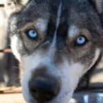 Inari: Husky Farm Visit - The Experience in Detail
