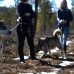 Inari: Husky Hike - The Experience Quality and Guides
