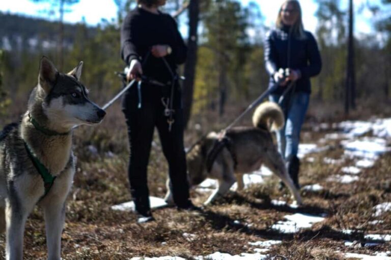 Inari: Husky Hike - The Experience Quality and Guides