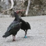 Innsbruck: Alpenzoo Entrance Ticket - The Breakdown: What Makes This Tour Stand Out?