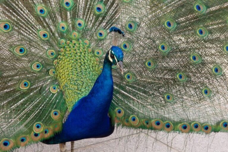 Innsbruck: Tickets for Schloss Ambras - The Art Collection